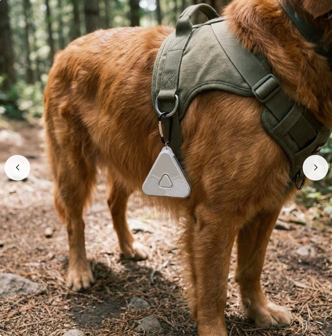 Hund i sele med Eoka Clip i sølv på skovsti